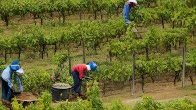 Generosity-of-God-Laborers-in-the-vineyard
