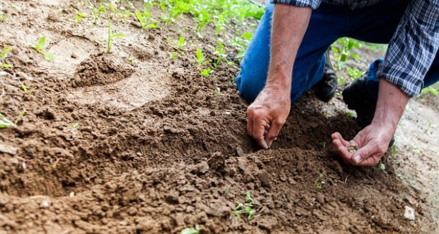 The Sower: An Unyielding Symbol of Abundant Grace