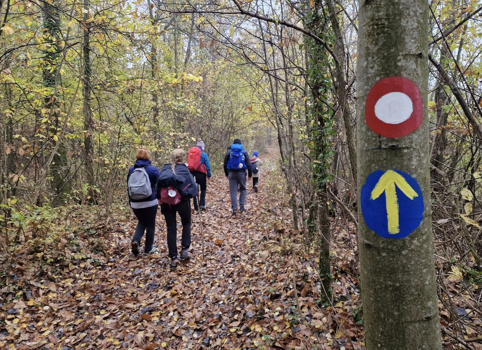 A group of pilgrims walks through a forest on Camino, Banovina, Croatia, November 2022. Photo credit: Confraternity of St. James - Croatia