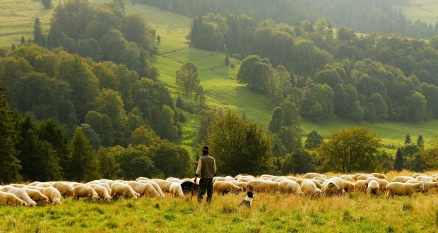 Good Shepherd And Effective Leadership