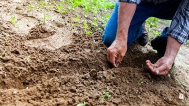 The Sower: An Unyielding Symbol of Abundant Grace